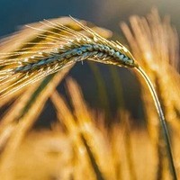 Rye Whiskies (Rogge)